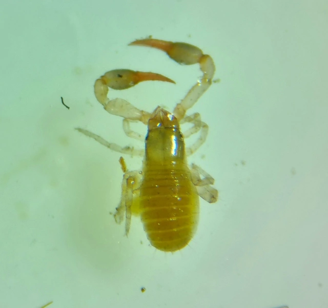 Pseudoscorpionida - Álskorpiók