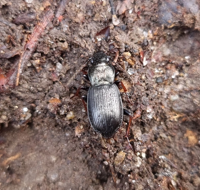 Pterostichus oblongopunctatus - gödörkés gyászfutó