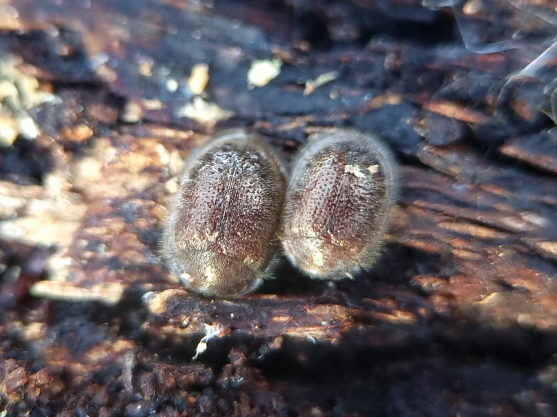 Thymalus limbatus - bronzfényű korongbogár
