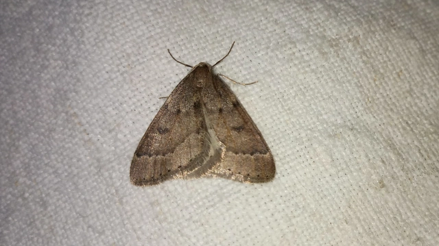Theria rupicapraria - tavaszi kökényaraszoló