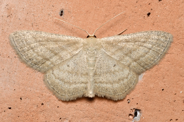 Scopula virgulata - vesszős sávosaraszoló