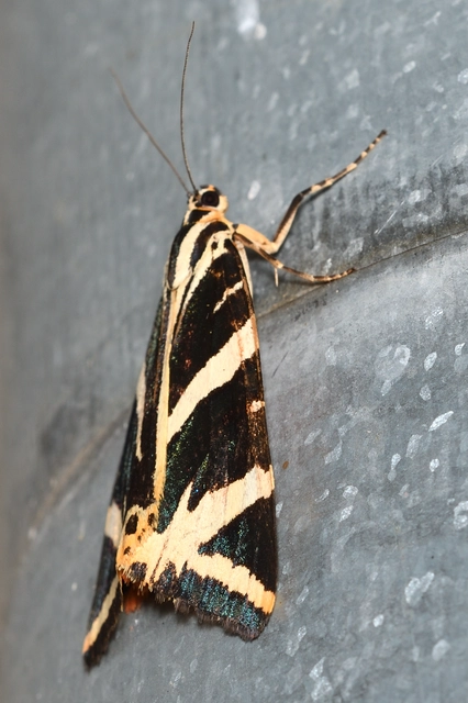 Euplagia quadripunctaria - csíkos medvelepke