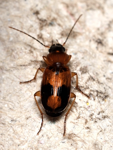 Badister meridionalis - közönséges posványfutonc
