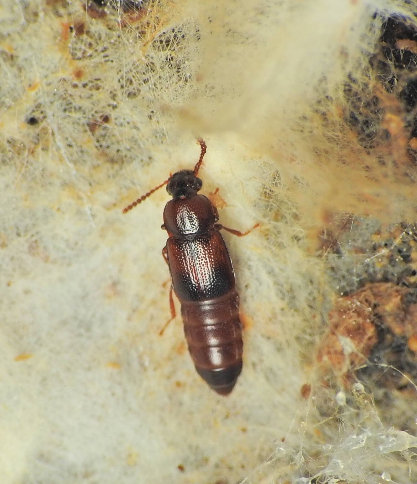 Phyllodrepa melanocephalus