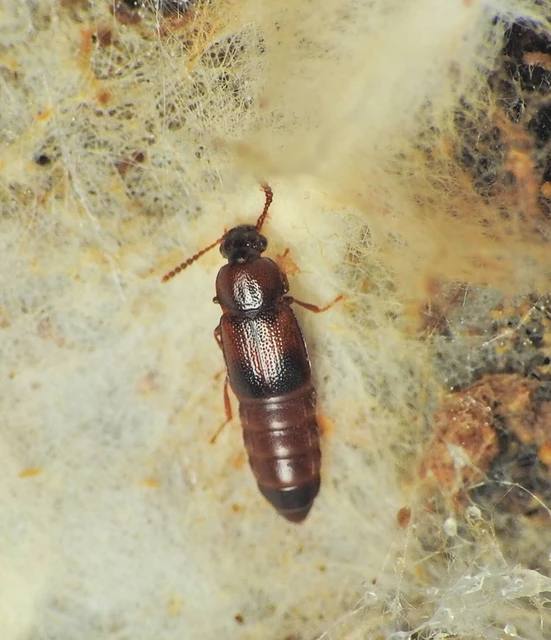 Phyllodrepa melanocephala - vöröses barázdásholyva