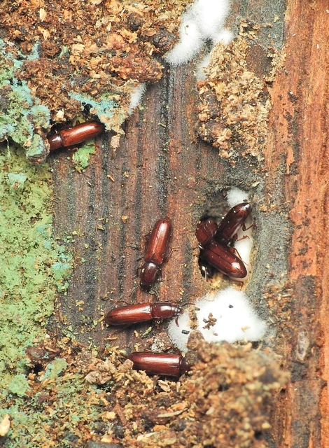 Corticeus unicolor - egyszínű kéregbújó