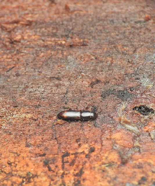Rhizophagus bipustulatus - kétpettyes törekbogár Rhizophagus bipustulatus - kétpettyes törekbogár