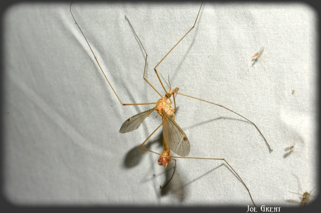 Diptera - Kétszárnyúak