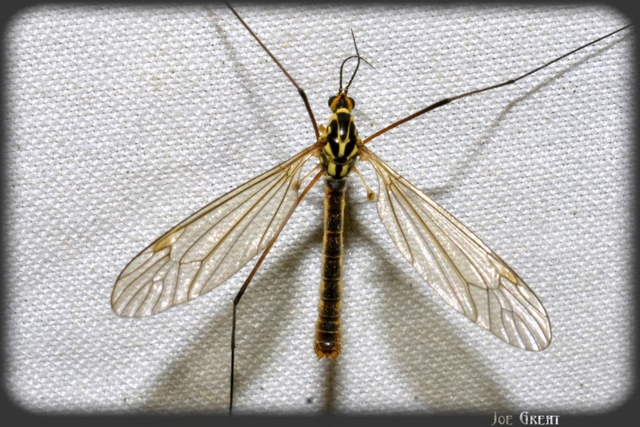 Diptera - Kétszárnyúak