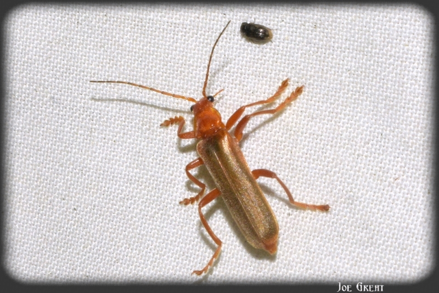 Cantharis rufa - rőt lágybogár