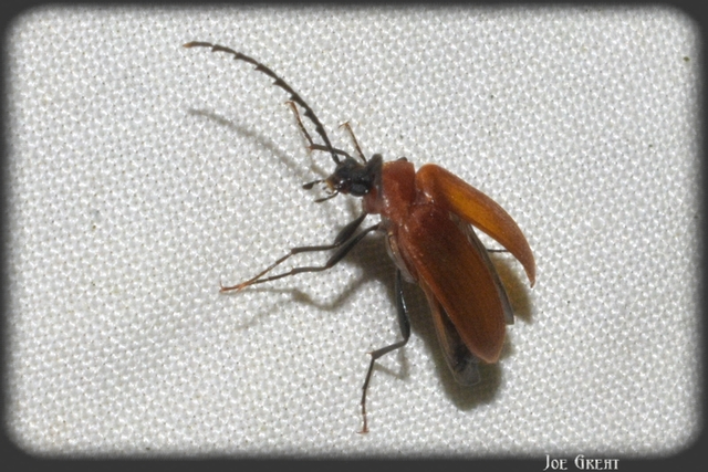 Pseudocistela ceramboides - narancssárga alkonybogár