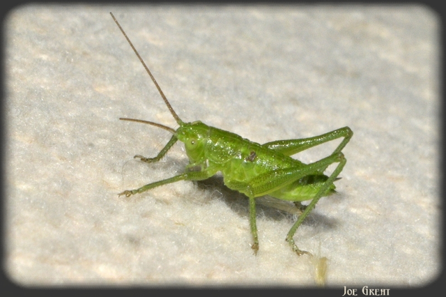 Tettigonia