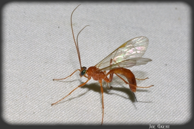Hymenoptera - Hártyásszárnyúak