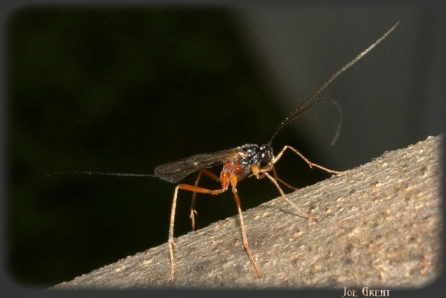 Hymenoptera - Hártyásszárnyúak