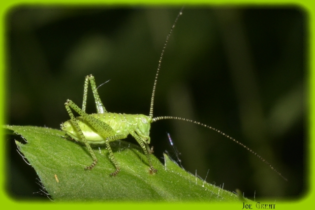 Leptophyes