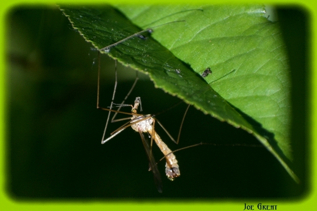 Diptera - Kétszárnyúak