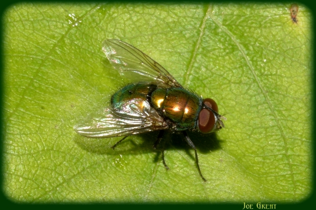 Diptera - Kétszárnyúak