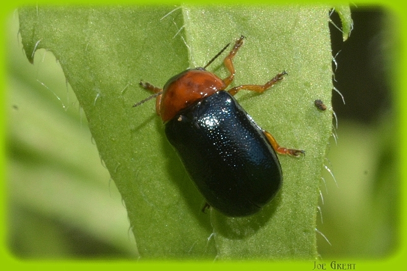 Smaragdina flavicollis