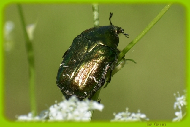 Cetonia aurata - aranyos virágbogár