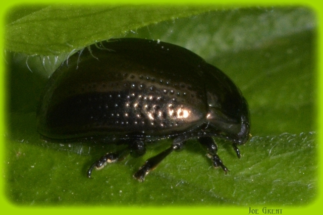 Chrysolina oricalcia - bronzos levélbogár