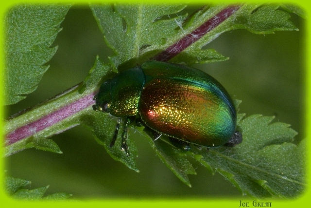 Coleoptera - Bogarak