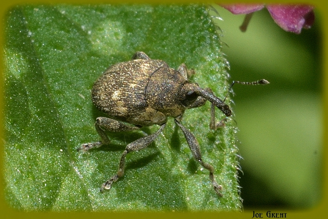 Mogulones abbreviatulus - nagy nadálytő-tarkaormányos