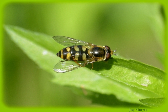 Diptera - Kétszárnyúak