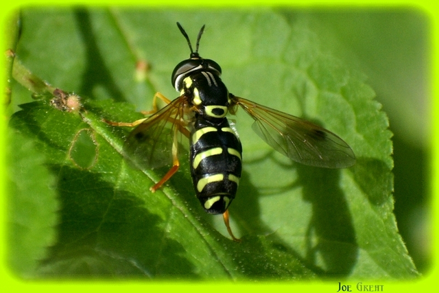 Diptera - Kétszárnyúak