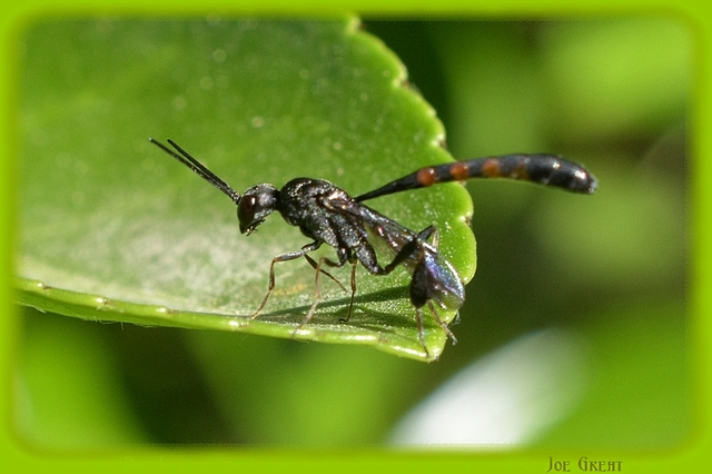 Hymenoptera - Hártyásszárnyúak