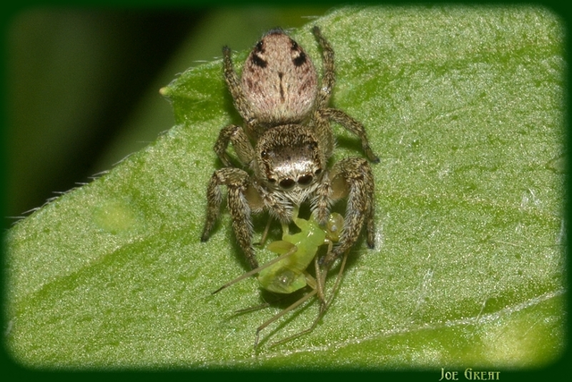 Araneae - Pókok