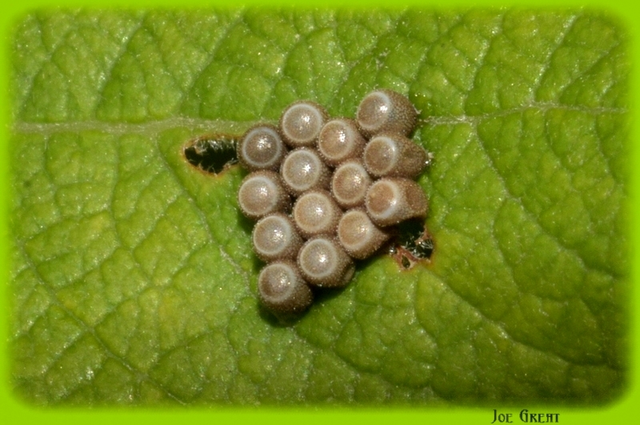 Heteroptera - Poloskák