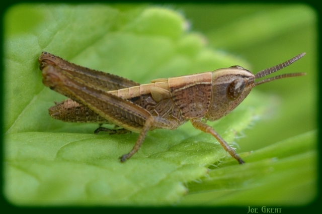 Chorthippus (Chorthippus) (subgenus)