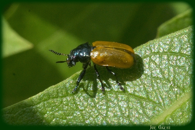 Labidostomis Labidostomis