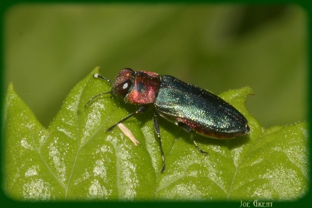 Anthaxia signaticollis - keleti virágdíszbogár