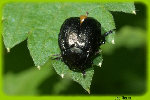 Chrysolina oricalcia - bronzos levélbogár