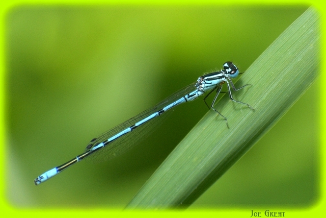 Coenagrion puella - azúrkék légivadász