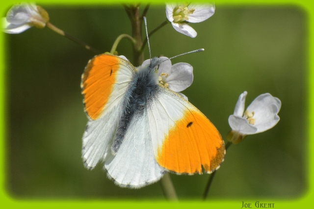 Anthocharis cardamines - hajnalpírlepke