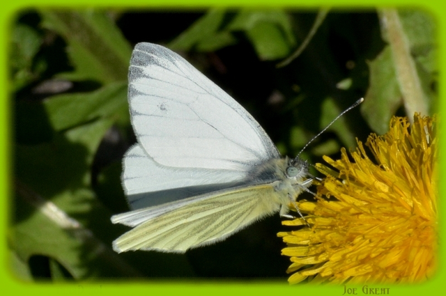 Pieris napi - repcelepke