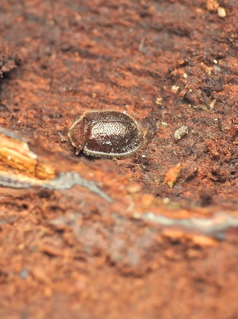 Thymalus limbatus - bronzfényű korongbogár