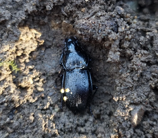 Pterostichus hungaricus - magyar gyászfutó