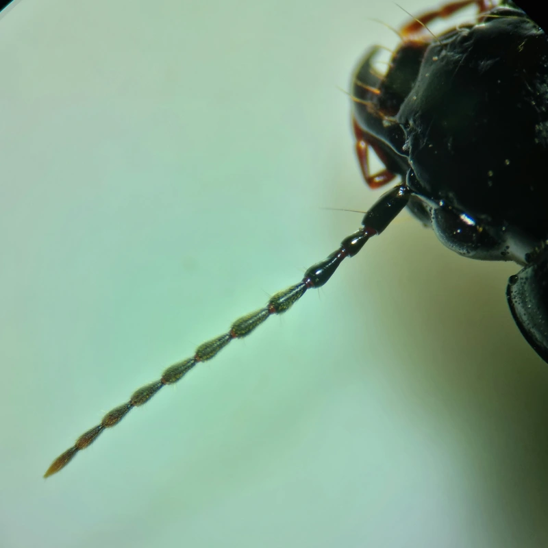 Pterostichus hungaricus - magyar gyászfutó