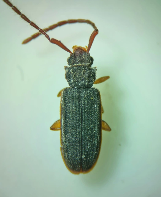 Uleiota planatus - hosszúcsápú fogasnyakú-lapbogár