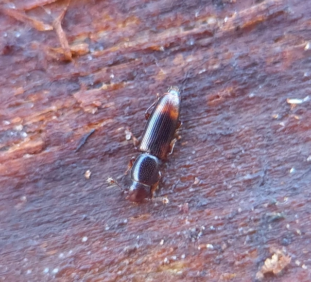 Rhizophagus bipustulatus - kétpettyes törekbogár Rhizophagus bipustulatus - kétpettyes törekbogár
