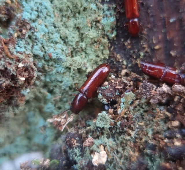 Corticeus unicolor - egyszínű kéregbújó