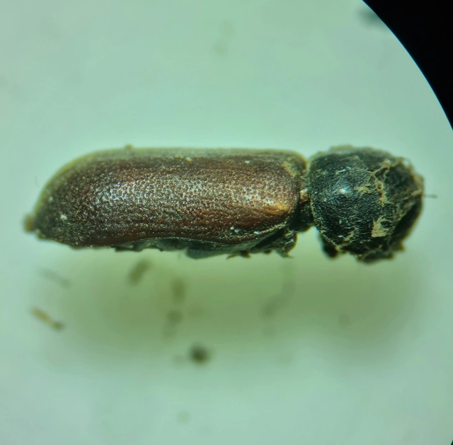 Ptilinus pectinicornis - fésűscsápú álszú