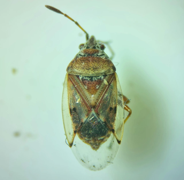 Kleidocerys resedae - nyírbodobács