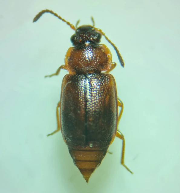 Anthobium atrocephalum - feketésfejű felemásholyva