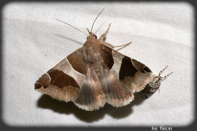 Dysgonia algira - déli porcelánbagoly
