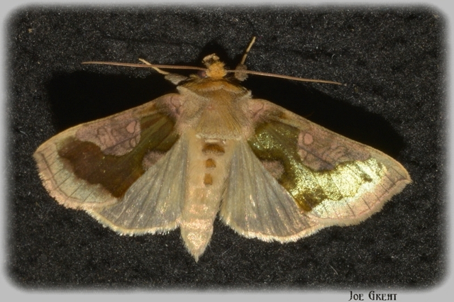 Diachrysia stenochrysis - rejtőző aranybagoly