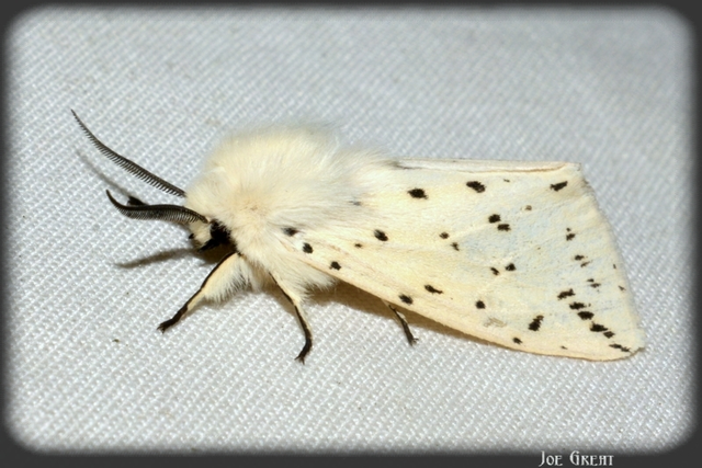 Spilosoma lubricipedum - tejszínű medvelepke